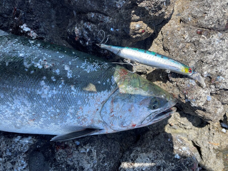 積丹のサクラマス釣り！｜AZem アゼム｜北海道札幌市発寒の